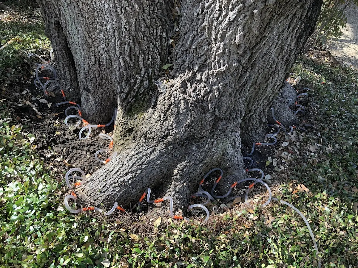 Detailed Tree Cabling and Bracing job site in Marvell